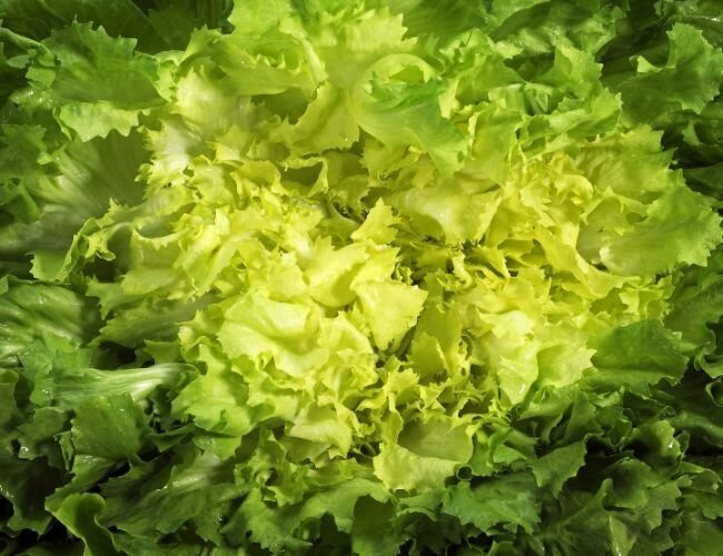 Chicoree eminence Salat | © stock.adobe.com Chicoree eminence Pflanze  | © stock.adobe.com