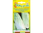 Chicoree pain de sucre Samen Saatgut | © Graines Hubert Chicoree pain de sucre Samen Saatgut | © Graines Hubert