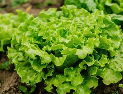 Eichblatt salat graine noire pflanze | © stock.adobe.com