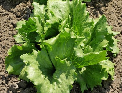 Eisbergsalat calmar pflanze | © stock.adobe.com