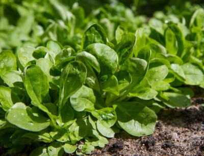 Holländischer breitblättriger bio Feldsalat pflanze | © stock.adobe.com
