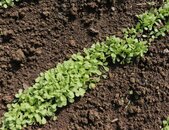 vorsaatband feldsalat favor Pflanze | © stock.adobe.com