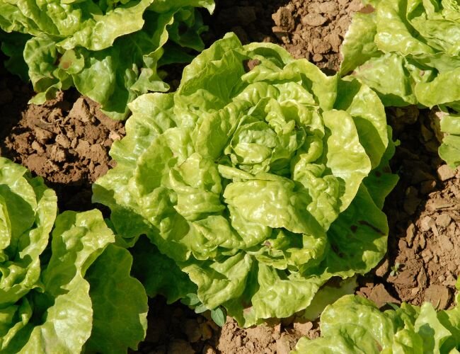 Kopfsalat appia pflanzen | © stock.adobe.com