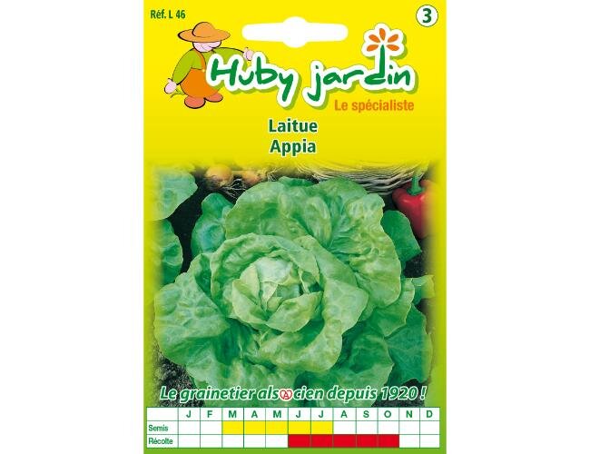 Kopfsalat appia Saatgut | © Graines Hubert