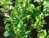 Rucola Pflanze anbauen | © stock.adobe.com