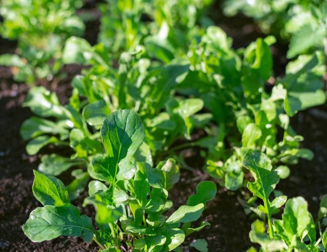 Rucola Pflanze anbauen | © stock.adobe.com